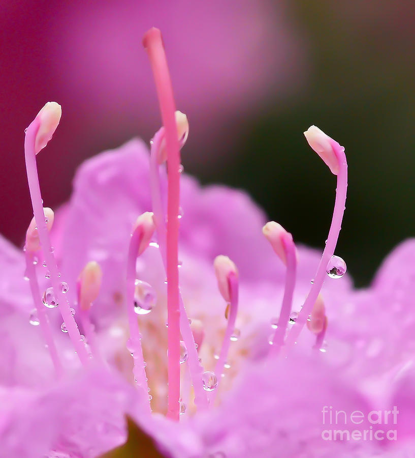 Rhododendron Droplets Photograph by Kerri Farley