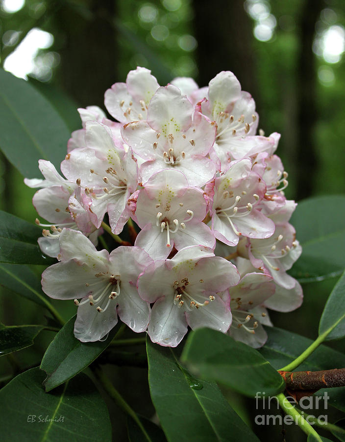 Rhododendron Photograph by E B Schmidt