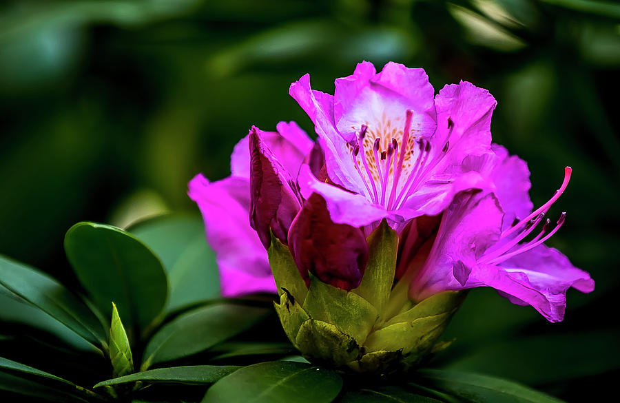 Rhododendron Digital Art by Ed Stines
