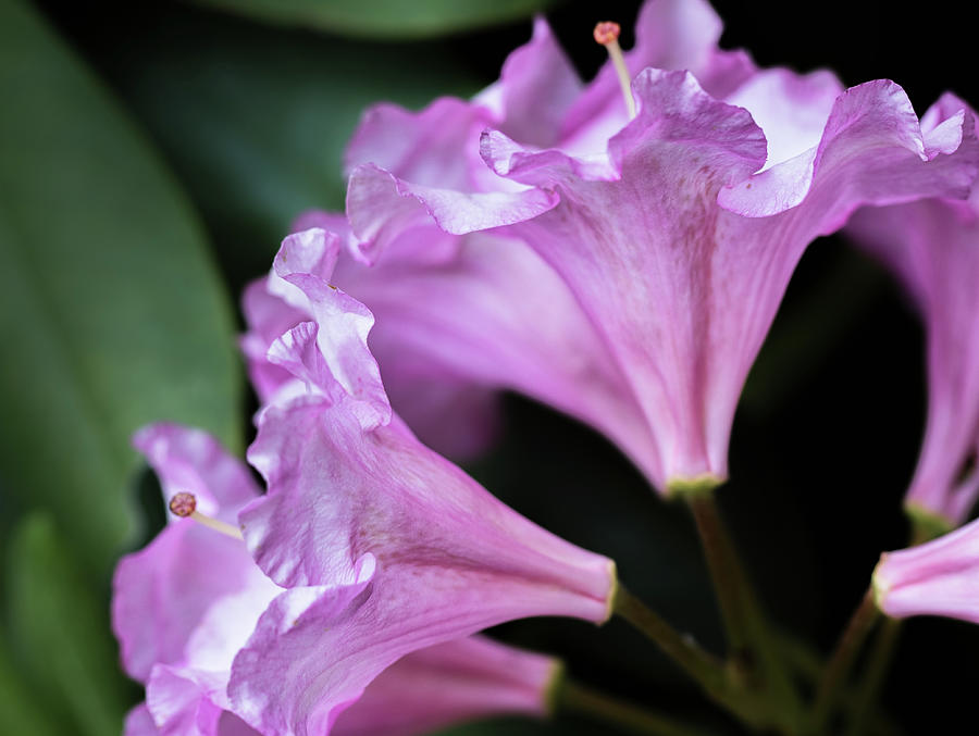 Rhododendron Fan - Photograph by Julie Weber