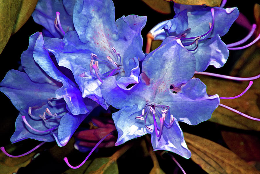 Rhododendron Fantasy 13 Digital Art by Lynda Lehmann