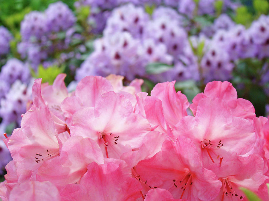 Flower Photograph - Rhododendron Floral Garden art prints Pink Purple Rhodies by Patti Baslee