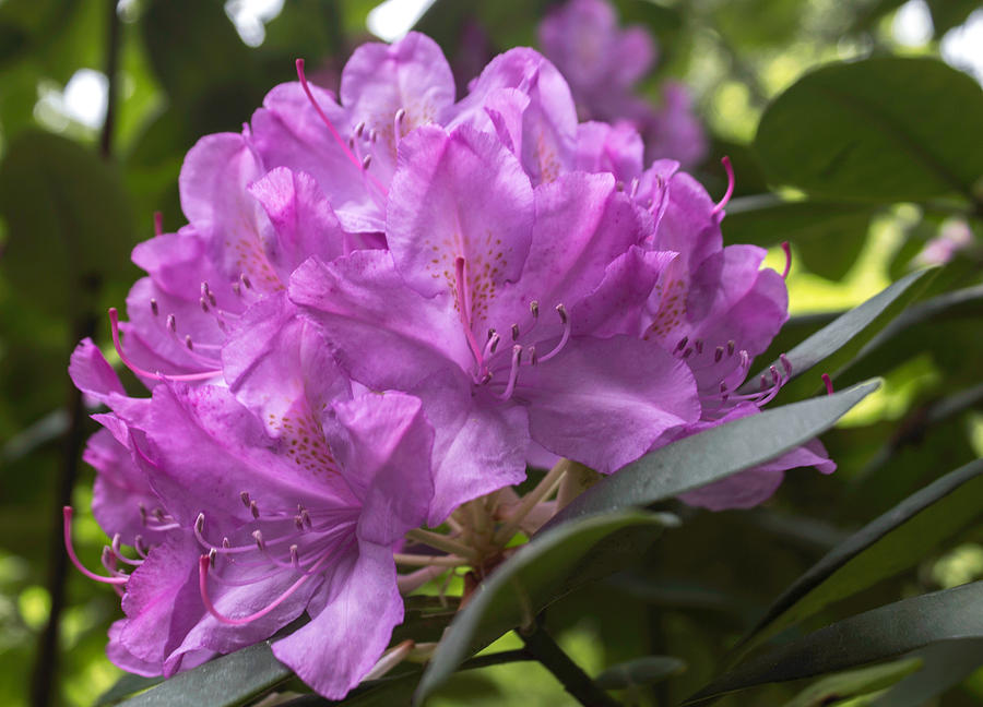 Rhododendron Flower Photograph