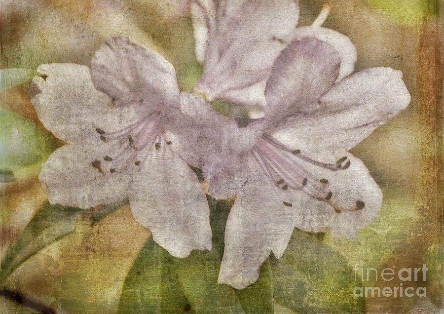 Rhododendron Flower Art Photograph by Martyn Arnold
