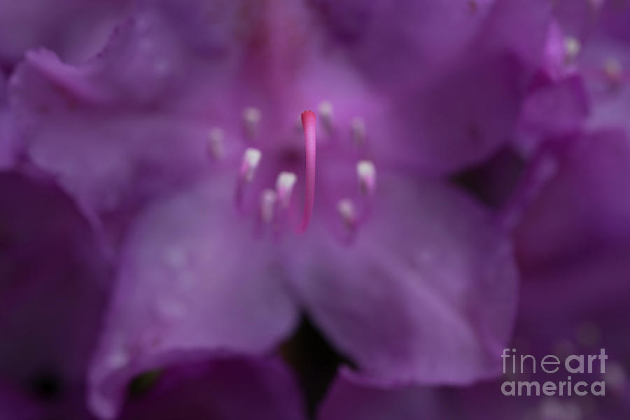 Rhododendron flower close up  Photograph by Dan Friend