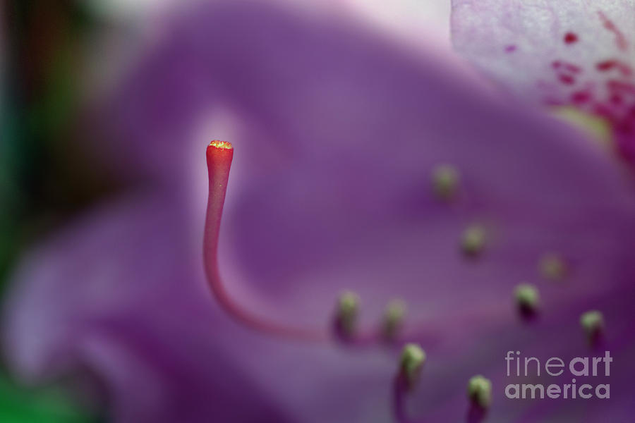 Rhododendron flower extreme close up Photograph by Dan Friend