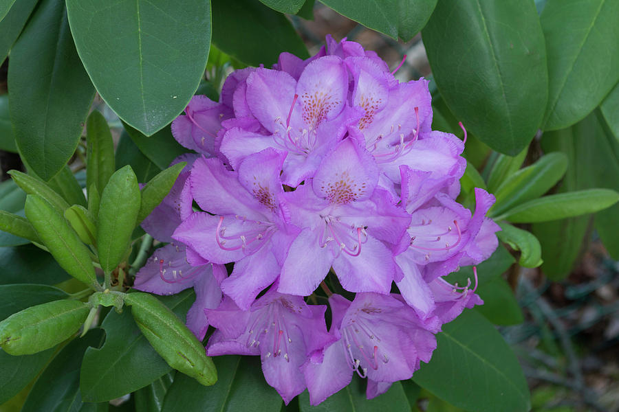 Rhododendron flower Photograph by Kenneth Cole