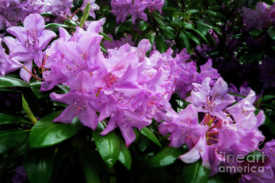 Rhododendron flowers bunched up Photograph by Dan Friend