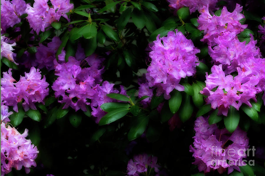 Rhododendron flowers Photograph by Dan Friend