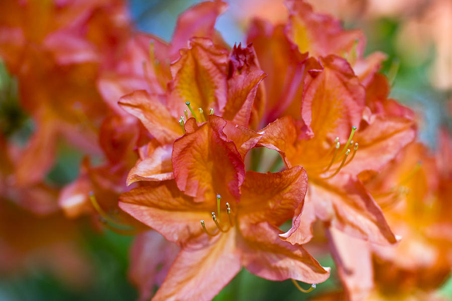Spring Photograph - Rhododendron flowers by Frank Tschakert