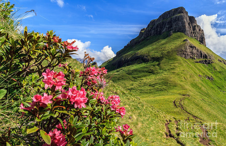 rhododendron flowers in Dolomites Photograph by Antonio Scarpi