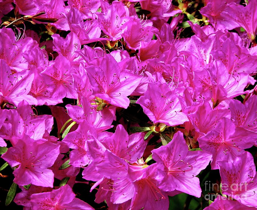 Rhododendron Flowers Macro Highland Park Rochester New York Photograph by Rose Santuci-Sofranko
