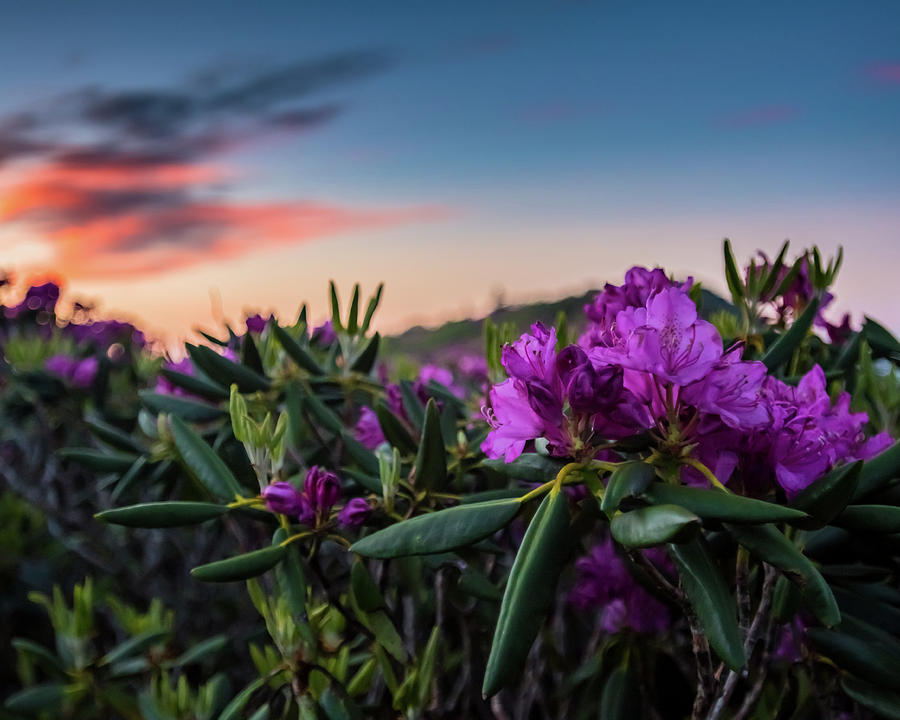 Rhododendron Flowers with Sunrise Photograph by Kelly VanDellen