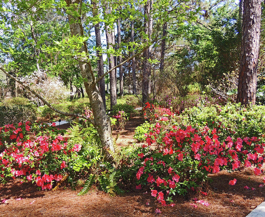 Flower Photograph - Rhododendron Garden by Marian Bell