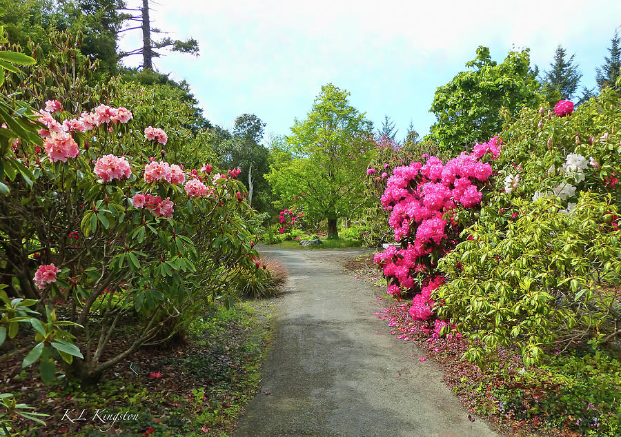 Rhododendron Gardens Photograph by K L Kingston