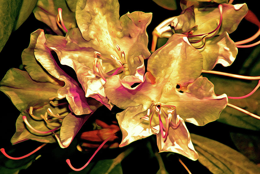 Flower Digital Art - Rhododendron Glory 11 by Lynda Lehmann