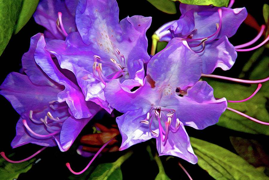 Rhododendron Glory 14 Digital Art by Lynda Lehmann