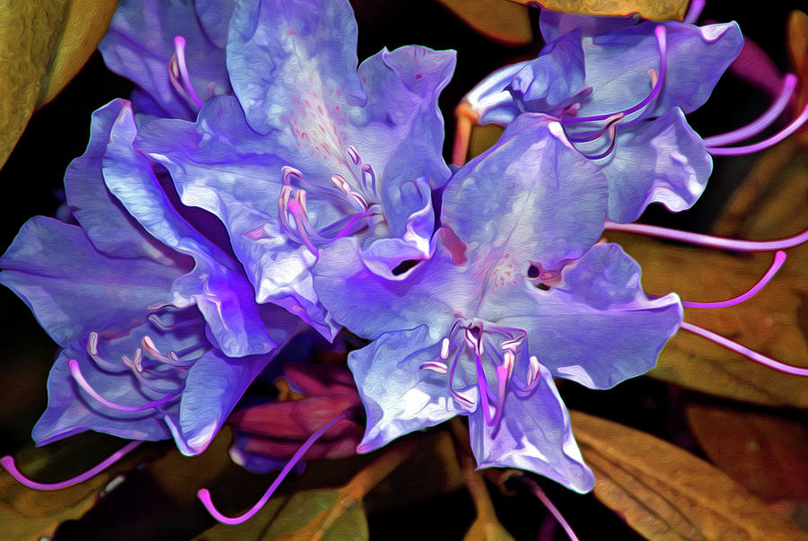 Rhododendron Glory 6 Mixed Media by Lynda Lehmann