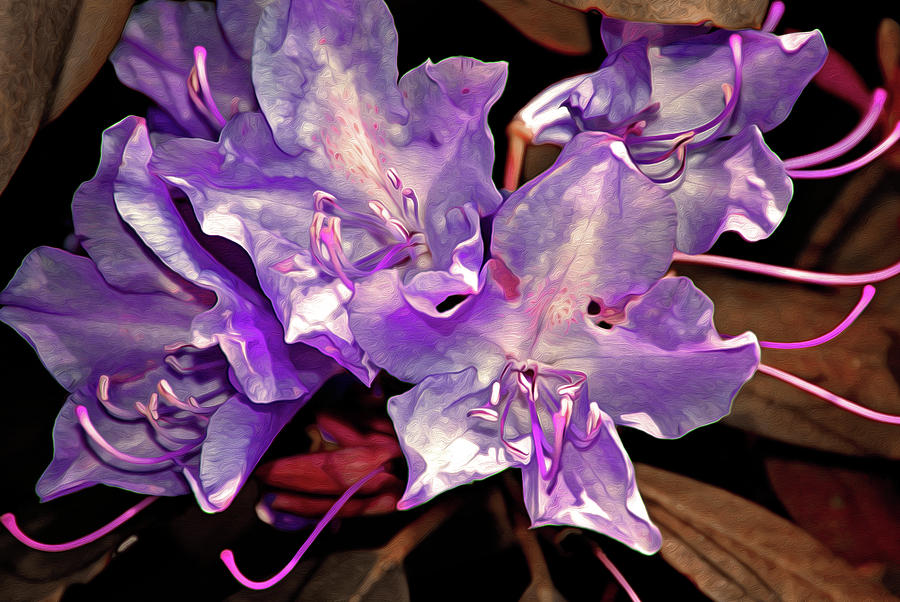 Rhododendron Glory 8 Digital Art by Lynda Lehmann