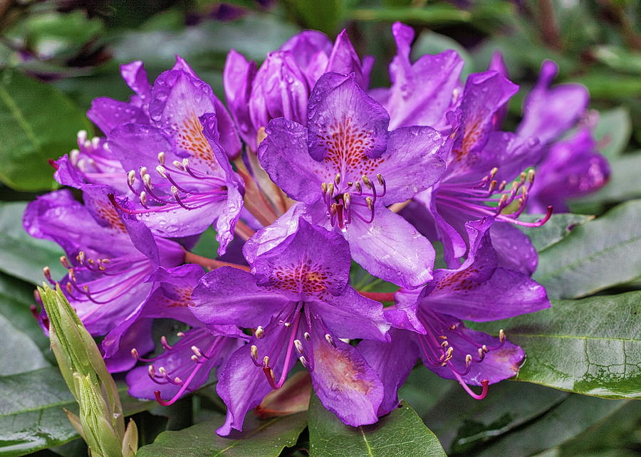 Rhododendron Photograph by Harold Rau