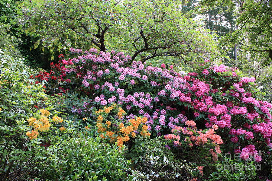Rhododendron Hill Photograph by Carol Groenen