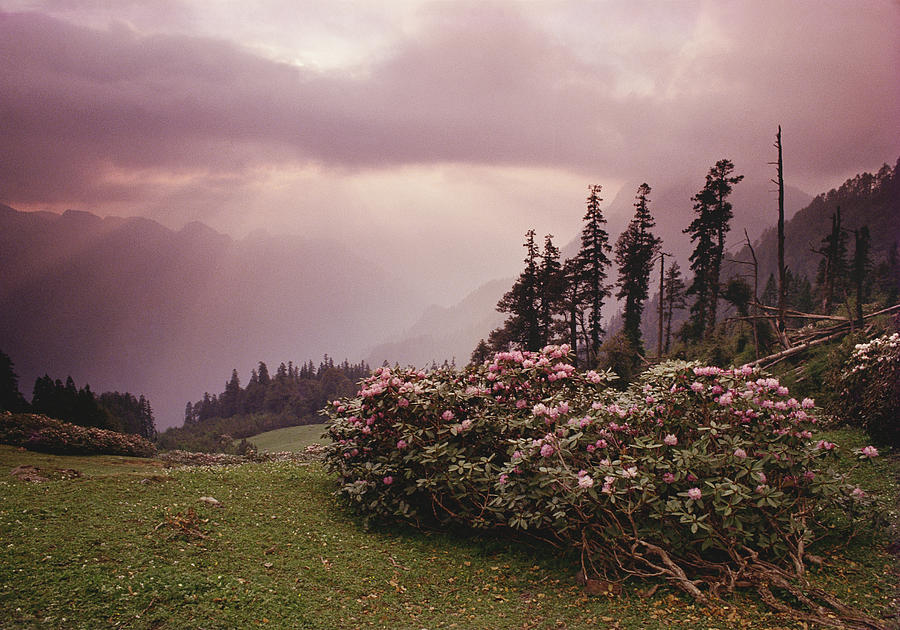 Rhododendron, Ming thach, 1989 Photograph by Hitendra SINKAR