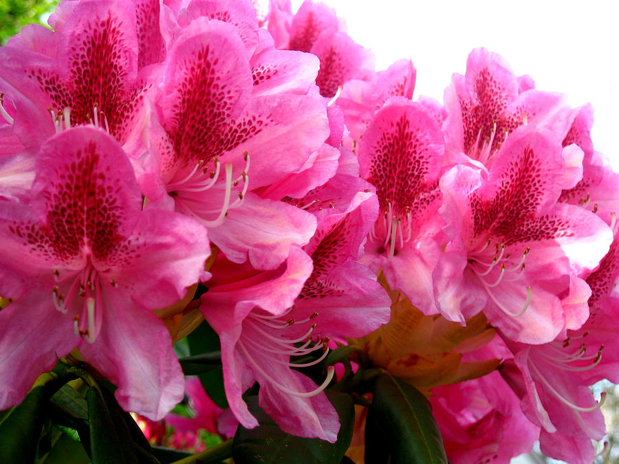 Rhododendron Photograph - Rhododendron I by Aliza Souleyeva-Alexander