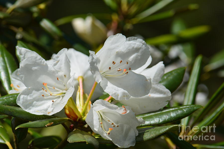 Rhododendron I Photograph by Maria Urso