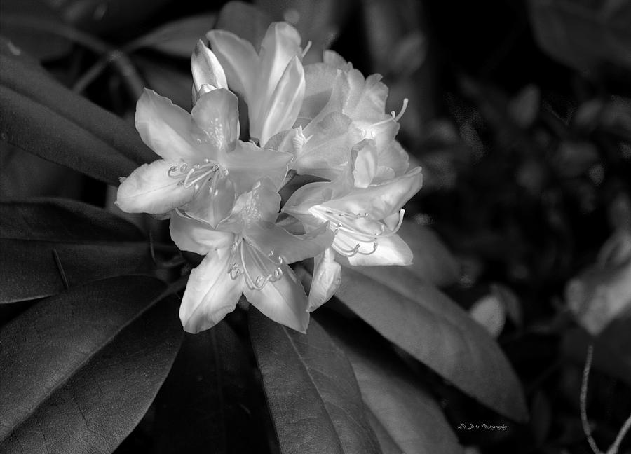 Rhododendron In Black And White Photograph by Jeanette C Landstrom