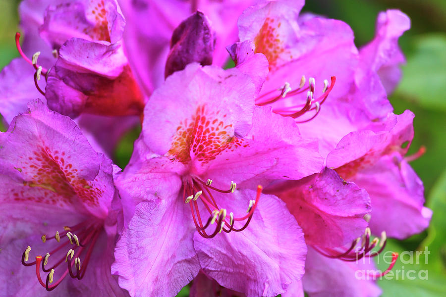 Rhododendron In Bloom Photograph