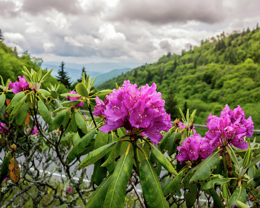 Rhododendron in early summer Photograph by Kelly VanDellen