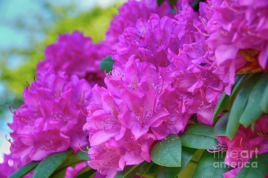 Rhododendron in pink Photograph by Eva-Maria Di Bella