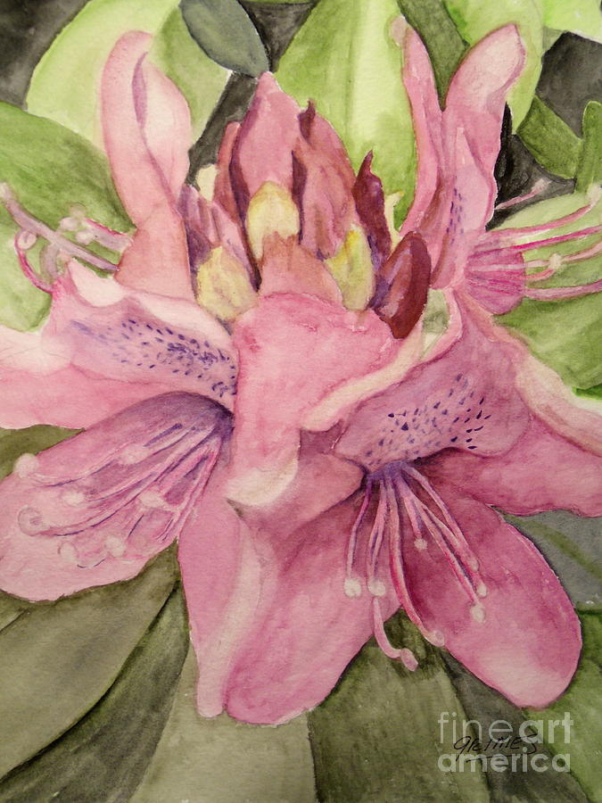 Rhododendron  in the Garden Painting by Carol Grimes