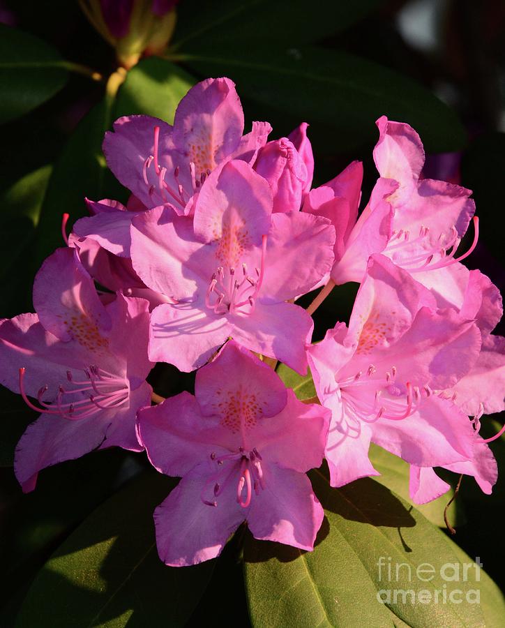 Rhododendron in the Limelight Photograph by Cindy Manero