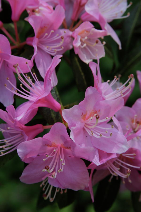 Rhododendron in the pink Photograph by Laddie Halupa