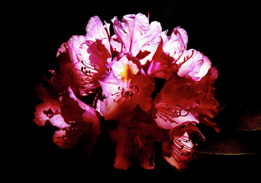 Rhododendron In The Shadows Photograph by Johanna Hurmerinta