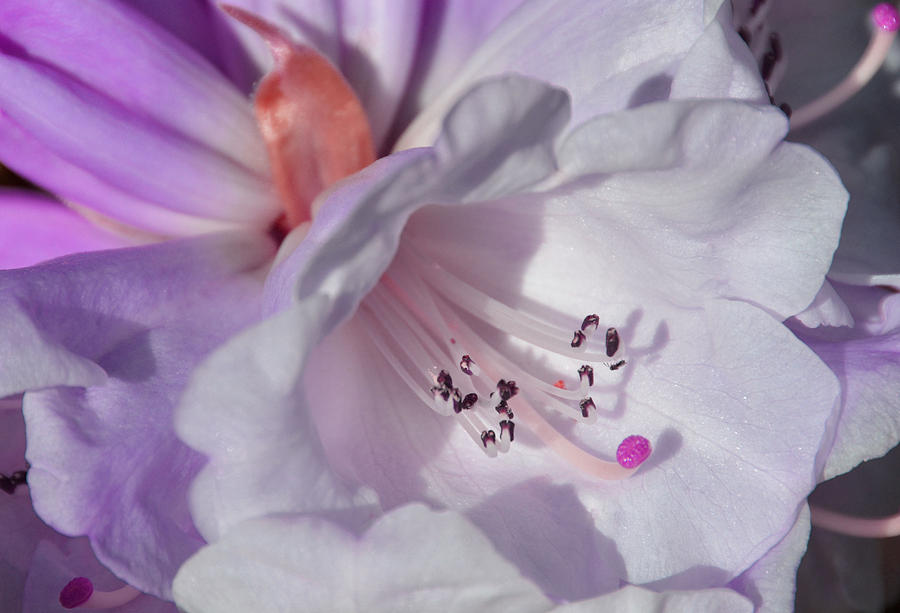 Spring Photograph - Rhododendron in White and Magenta by Lena Photo Art
