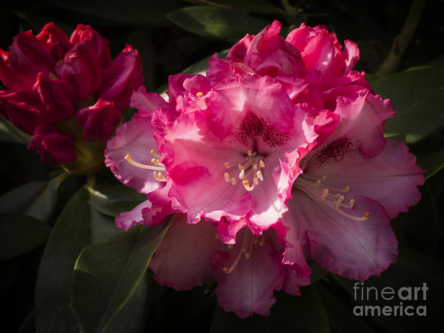 Rhododendron Photograph by Inge Riis McDonald