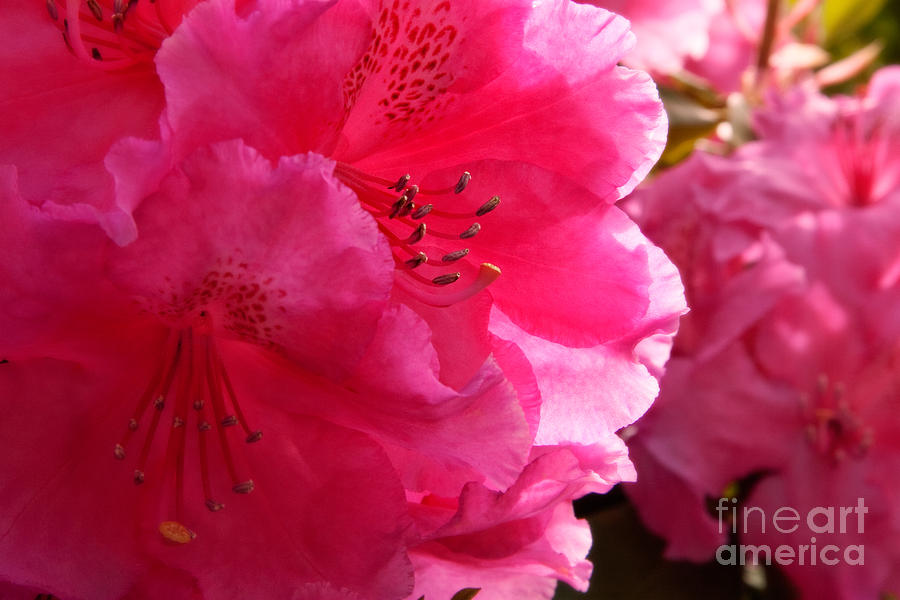 Rhododendron Inner Glow Photograph by Sherry  Curry