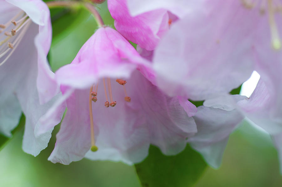 Rhododendron Photograph by Jim Centanni