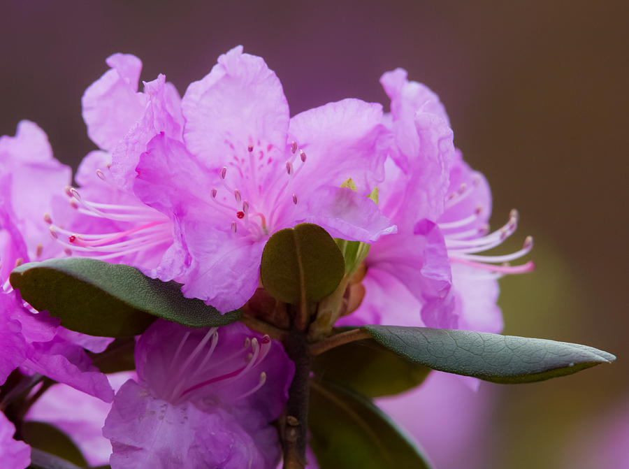 Rhododendron Photograph by Holden The Moment