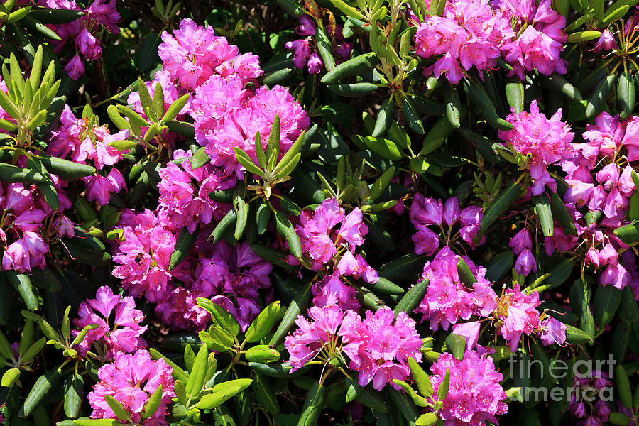 Rhododendron Photograph by Jill Lang