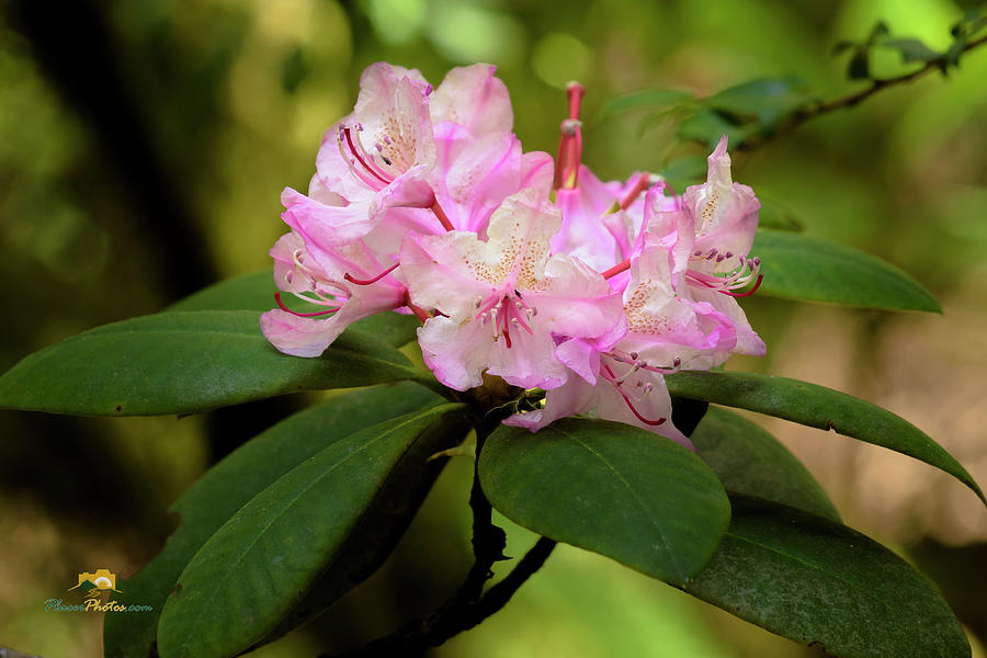 Rhododendron Photograph by Jim Thompson