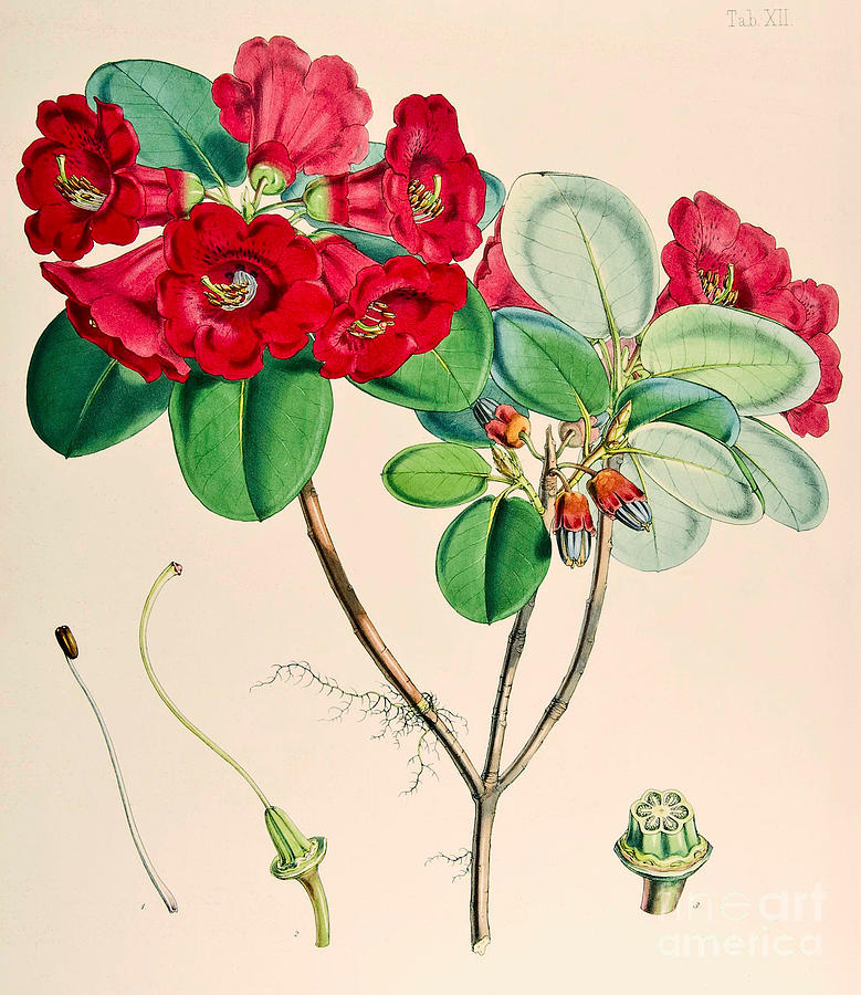 Rhododendron Drawing by Joseph Dalton Hooker Fine Art America
