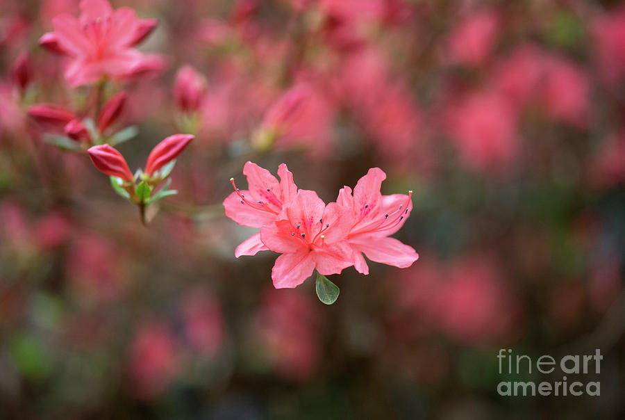 Rhododendron Kaempferi Photograph by Tim Gainey