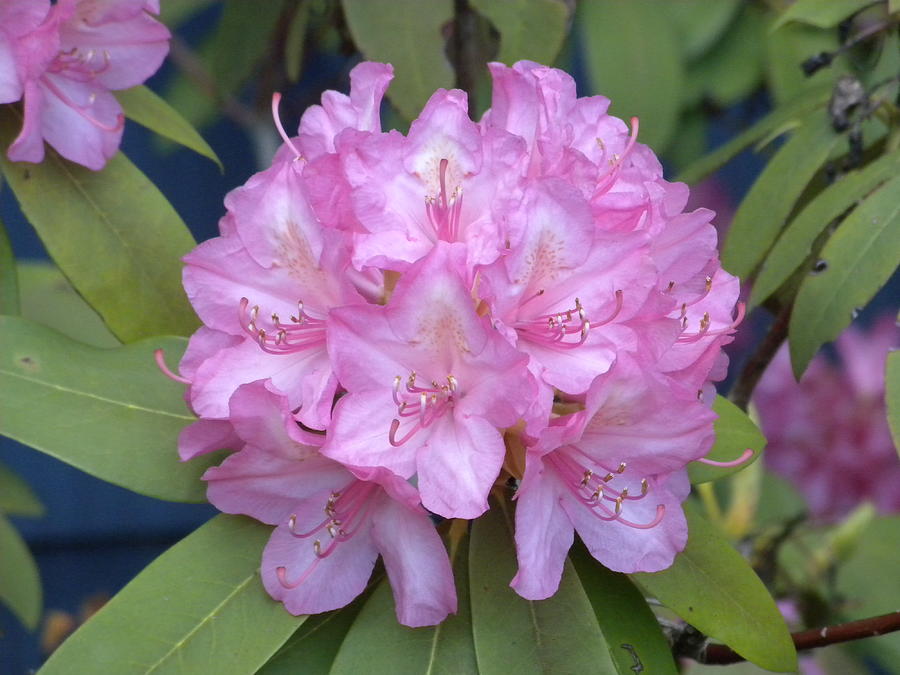 Nature Photograph - Rhododendron by Karen Moulder