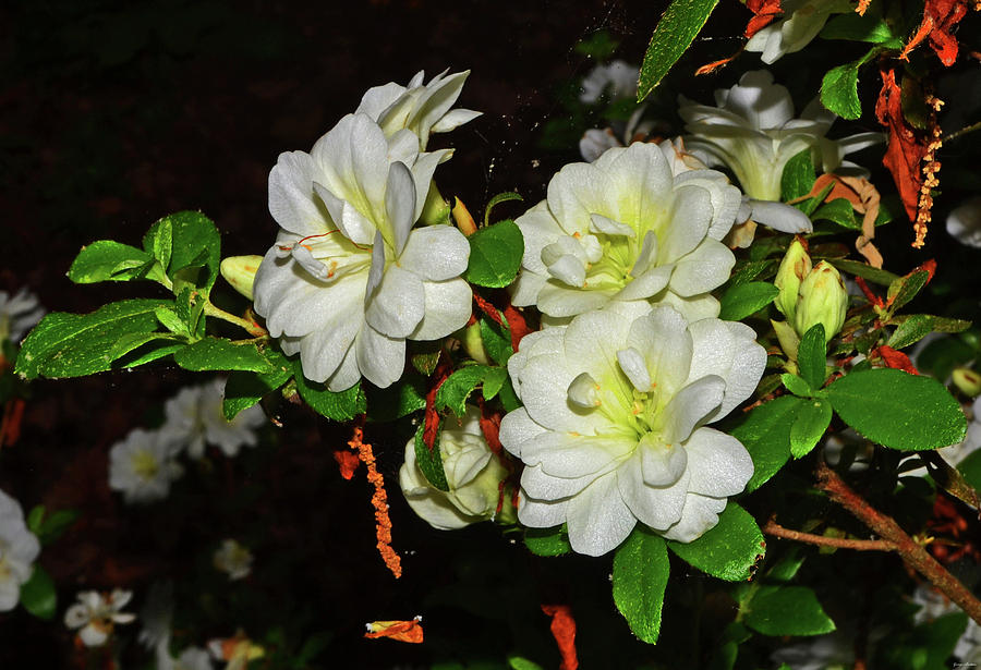 Rhododendron kiusianum - Kyushu Azalea 001 Photograph by George Bostian