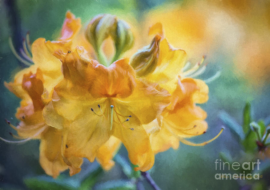 Rhododendron Photograph by Linda Blair