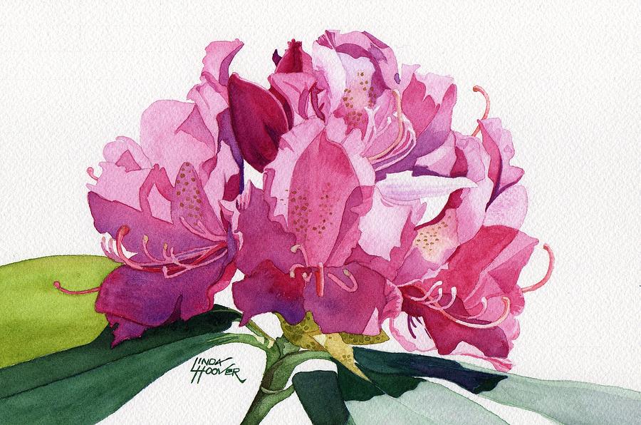 Nature Painting - Rhododendron by Linda Hoover