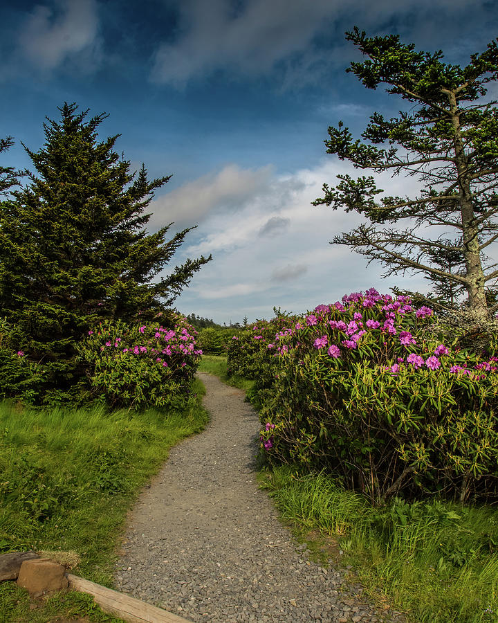 Rhododendron Line the Trail Photograph by Kelly VanDellen